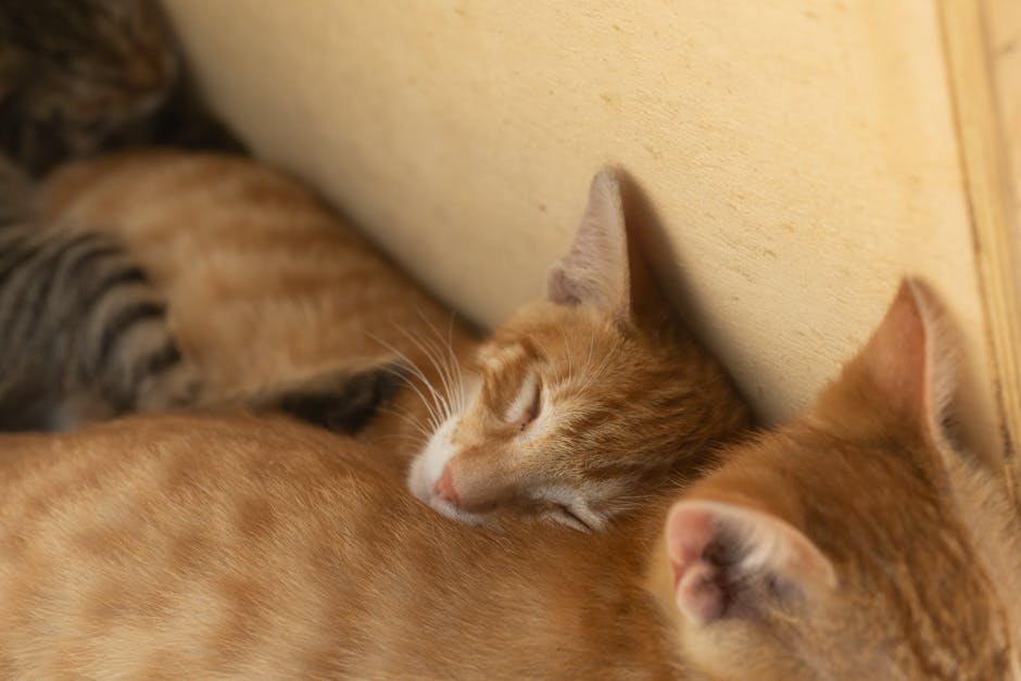 Silence The Night: Effective Snoring Remedies For A Peaceful Sleep