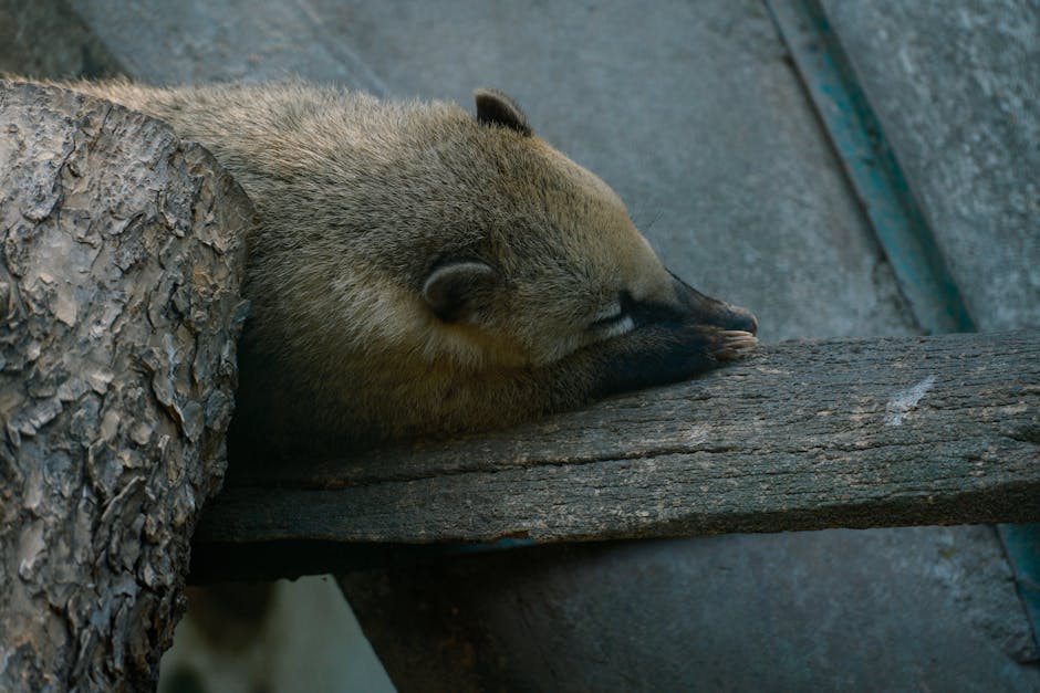 Stop Snoring Tonight: Proven Remedies For Peaceful Sleep