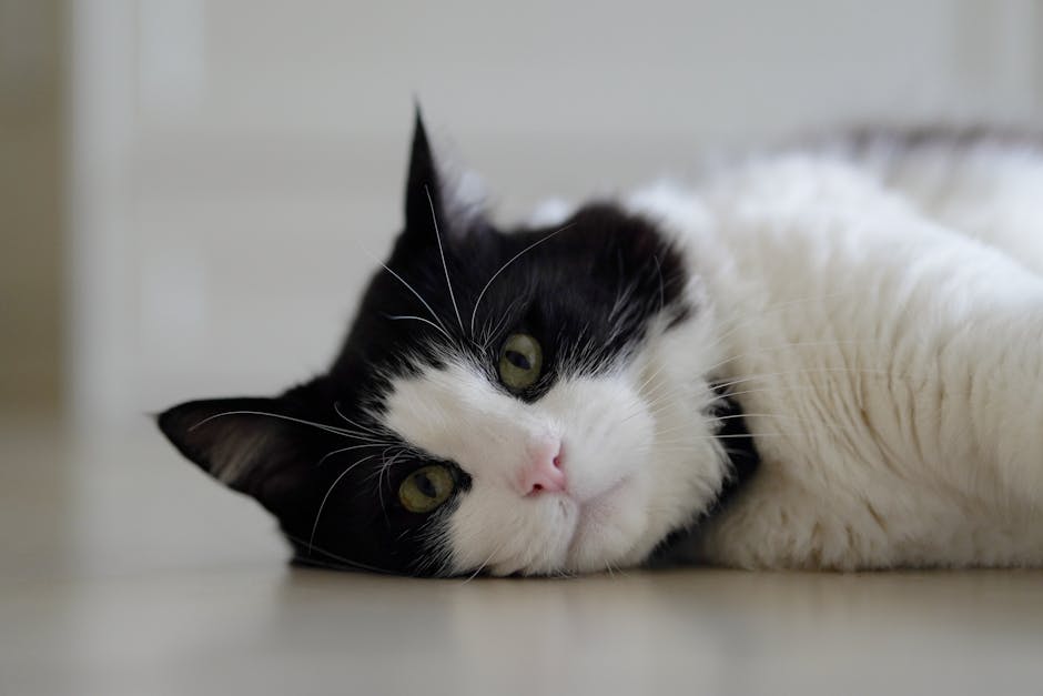 Silence The Night: Effective Snoring Remedies For A Peaceful Sleep