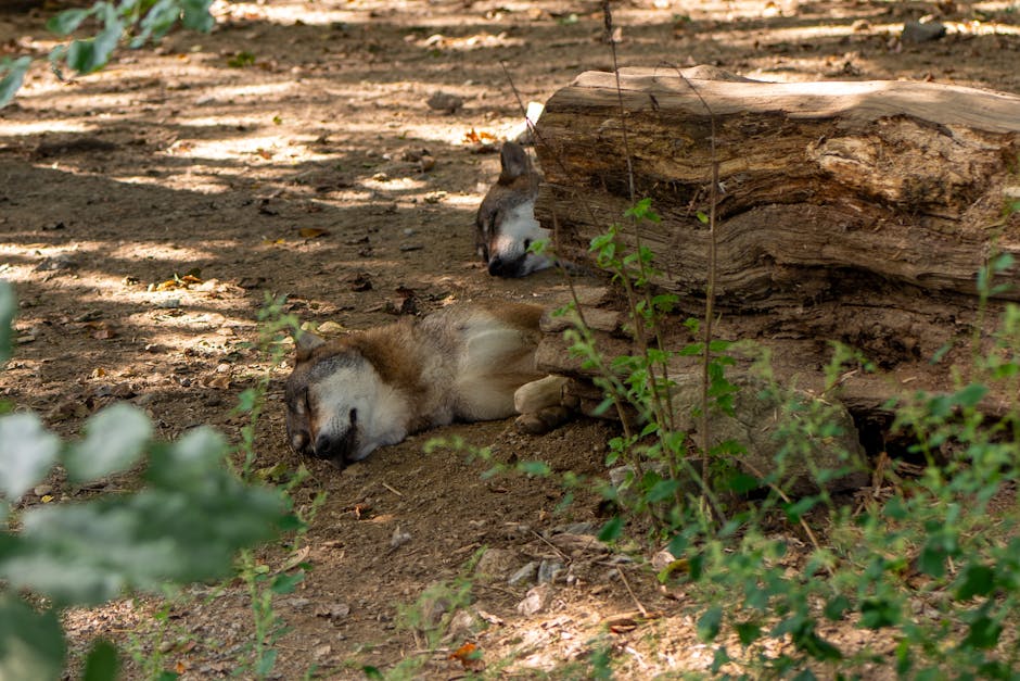 Sawing Logs?  A Serenade Of Snoring Solutions!