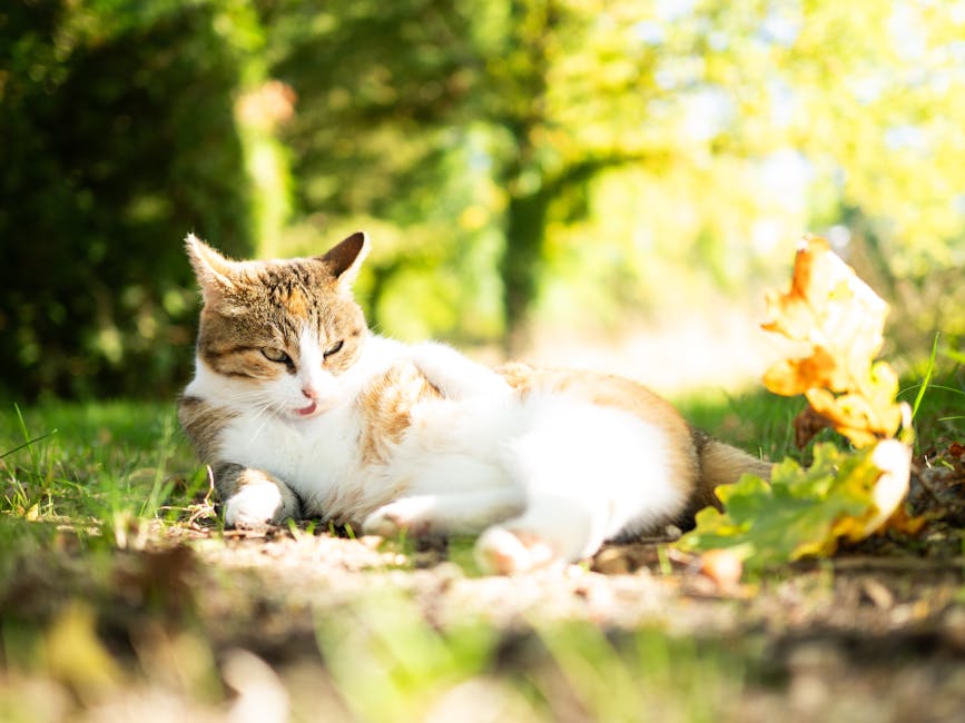 Stop Snoring Tonight: Proven Remedies For Peaceful Sleep