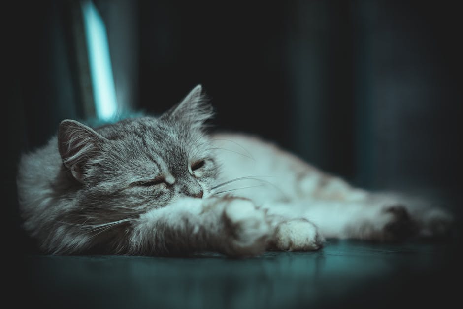 Silence The Night: Effective Snoring Remedies For A Peaceful Sleep